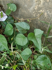 Ipomoea aquatica