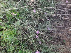 Centaurea arenaria