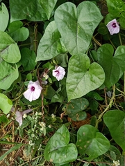 Ipomoea aquatica