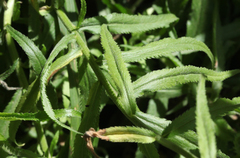 Achillea biserrata