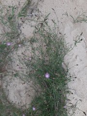 Centaurea arenaria