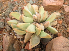 Pleiospilos compactus