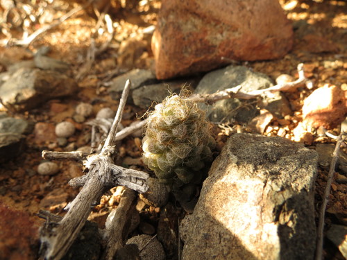 Image of Anacampseros Albidiflora (Anacampseros albidiflora) by (c) Christiaan Viljoen, some rights reserved (CC BY)