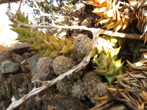 Image of Anacampseros Albidiflora (Anacampseros albidiflora) by (c) Christiaan Viljoen, some rights reserved (CC BY)