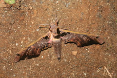 Adhemarius sexoculata