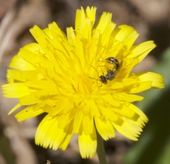 Lasioglossum calophyllae