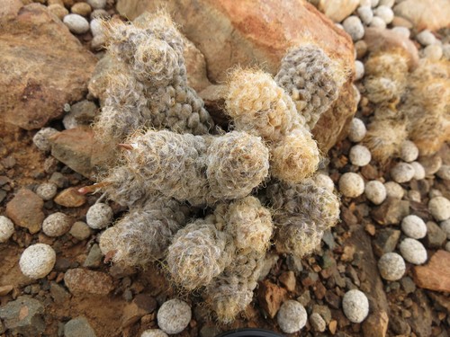 Image of Anacampseros Albidiflora (Anacampseros albidiflora) by (c) Christiaan Viljoen, some rights reserved (CC BY)