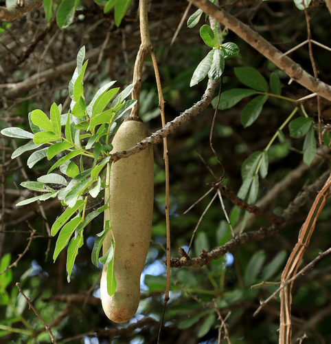 Kigelia africana
