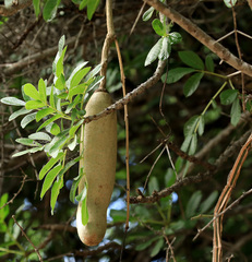 Kigelia africana africana