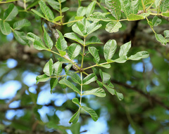 Kigelia africana africana