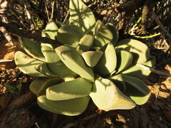 Pleiospilos compactus