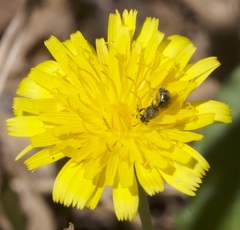 Lasioglossum calophyllae
