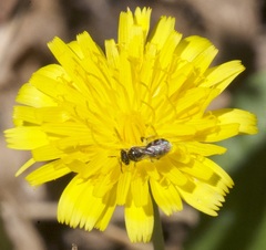 Lasioglossum calophyllae