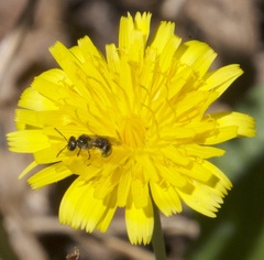 Lasioglossum calophyllae