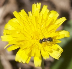 Lasioglossum calophyllae
