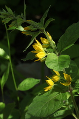 Lysimachia verticillaris