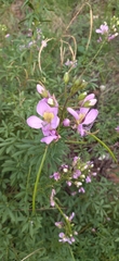 Cleome oxyphylla robusta