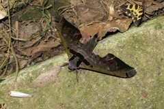 Adhemarius sexoculata