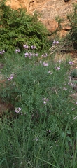 Cleome oxyphylla robusta