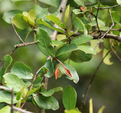 Combretum hereroense hereroense