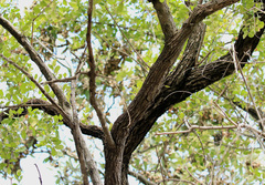 Combretum hereroense hereroense