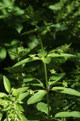 Lysimachia verticillaris