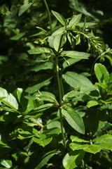 Lysimachia verticillaris