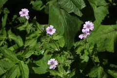 Geranium gracile