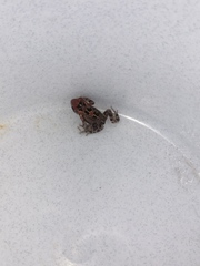 Sclerophrys pardalis