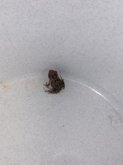 Sclerophrys pardalis
