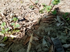 Sphecidae