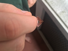 Lepidoptera