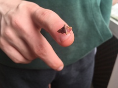 Lepidoptera