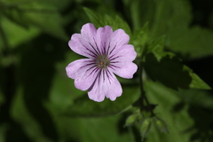 Geranium gracile