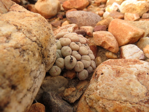 Image of Conophytum truncatum by (c) Christiaan Viljoen, some rights reserved (CC BY)