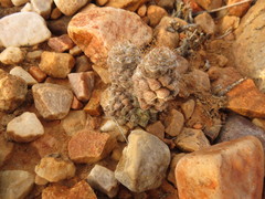 Anacampseros albidiflora