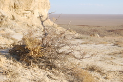 Haloxylon ammodendron