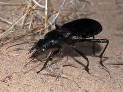 Taphoxenus