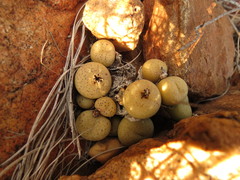 Conophytum truncatum