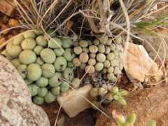 Conophytum truncatum