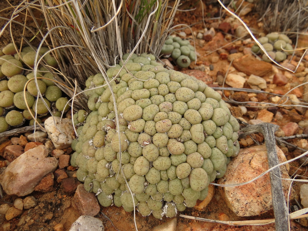 Conophytum truncatum, Central Karoo, ZA-WC, ZA