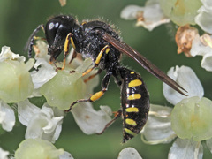 Ectemnius lituratus