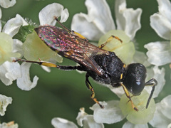 Ectemnius lituratus