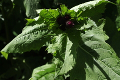 Cirsium sychnosanthum