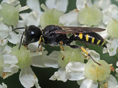 Ectemnius lituratus