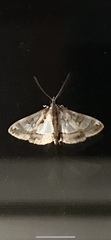 Glyphodes pyloalis