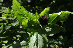 Cirsium sychnosanthum