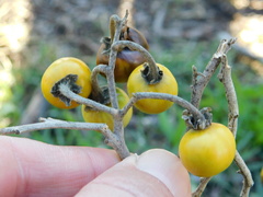 Solanum elaeagnifolium