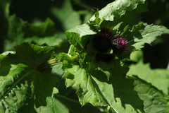 Cirsium sychnosanthum