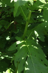 Cirsium sychnosanthum